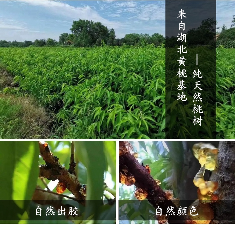 特级桃胶｜纯天然桃胶农家自摘自晒 无加工500g(大颗粒) 