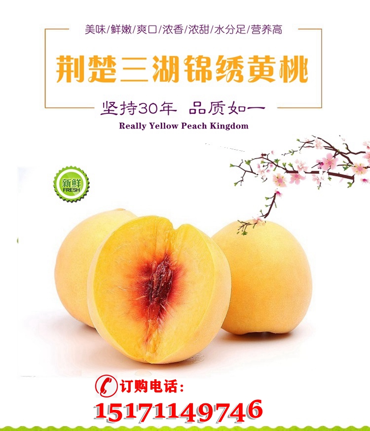 【普通装】荆楚三湖锦绣黄桃热销|荆楚三湖锦绣黄桃果肉味甜多汁特价80元/10斤！