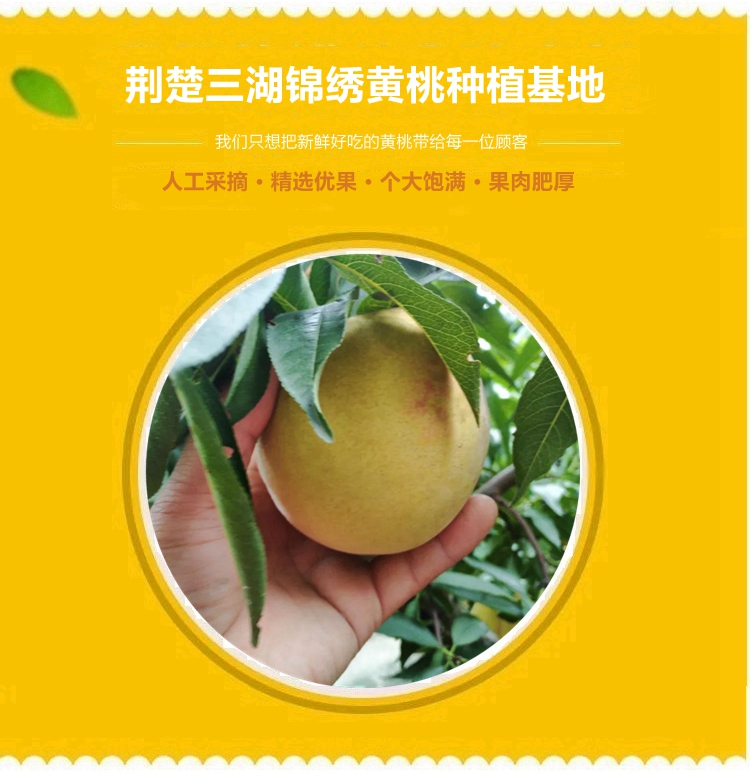 【普通装】荆楚三湖锦绣黄桃热销|荆楚三湖锦绣黄桃果肉味甜多汁特价80元/10斤！