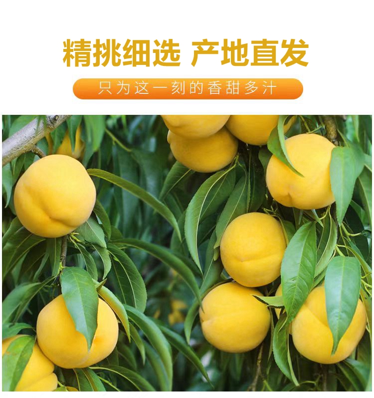 【普通装】荆楚三湖锦绣黄桃热销|荆楚三湖锦绣黄桃果肉味甜多汁特价80元/10斤！