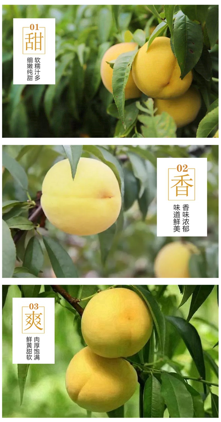 【普通装】荆楚三湖锦绣黄桃热销|荆楚三湖锦绣黄桃果肉味甜多汁特价80元/10斤！