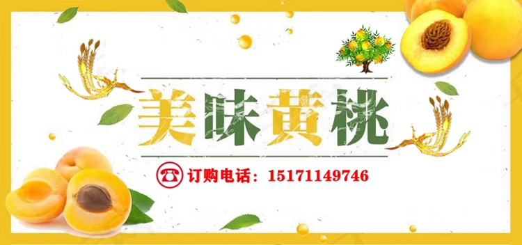【普通装】荆楚三湖锦绣黄桃热销|荆楚三湖锦绣黄桃果肉味甜多汁特价80元/10斤！