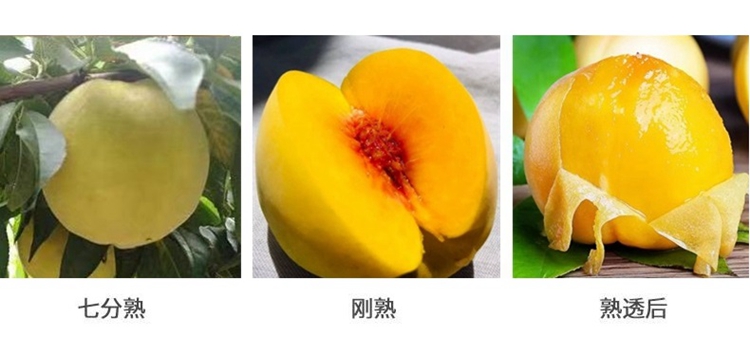 【普通装】荆楚三湖锦绣黄桃热销|荆楚三湖锦绣黄桃果肉味甜多汁特价80元/10斤！
